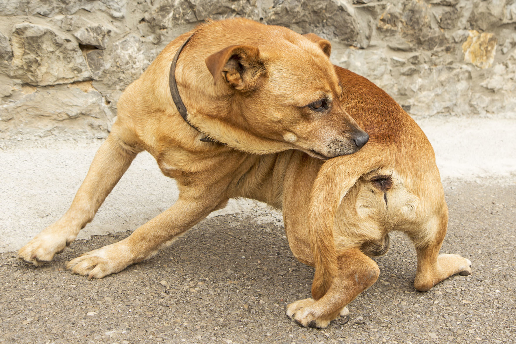 Flea tick and pest control. Being a good neighbor.